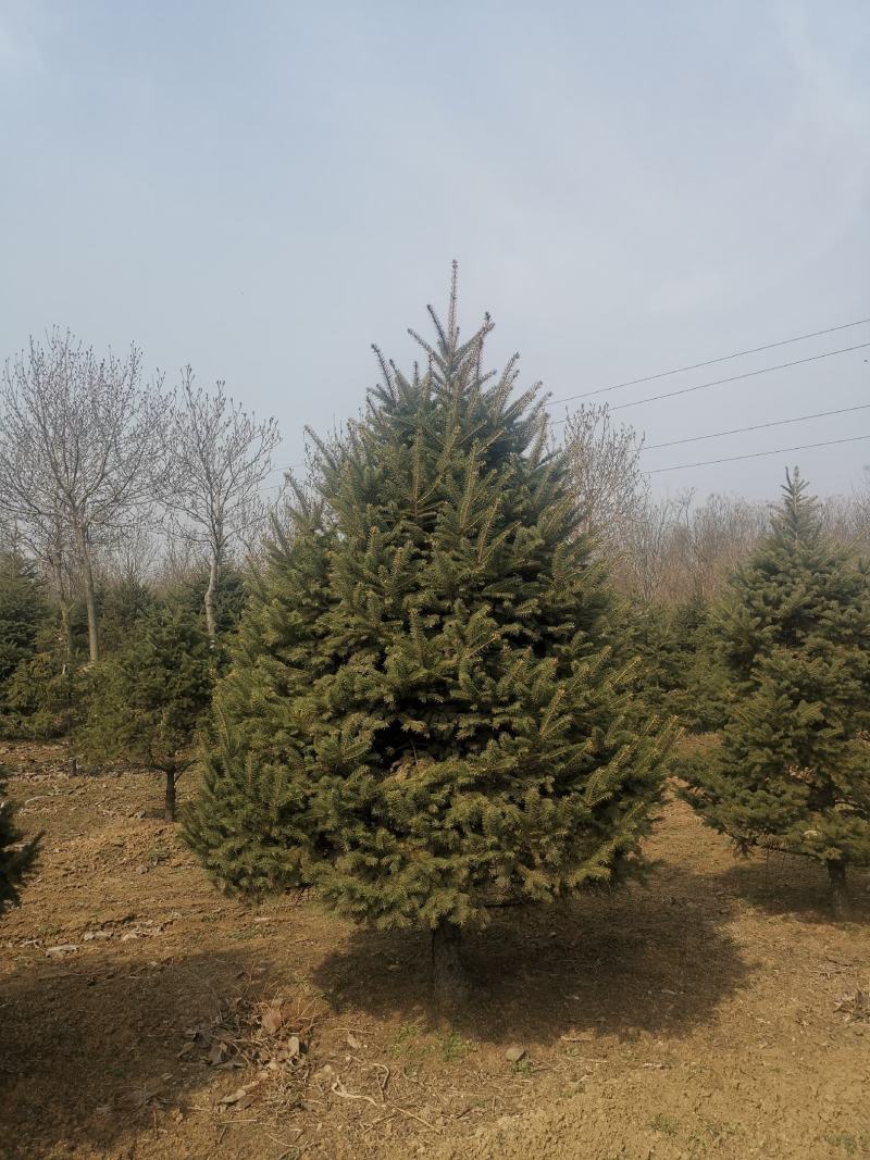 红皮云杉10~12cm6~8cm3.5~4米