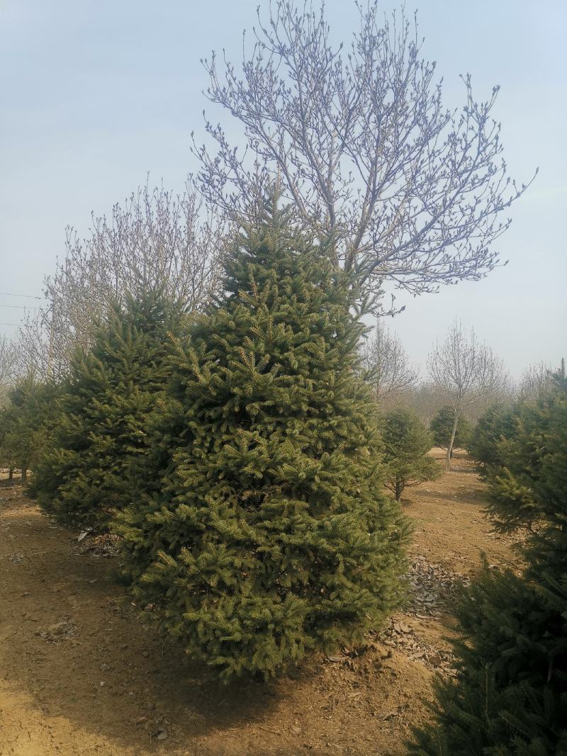 红皮云杉10~12cm6~8cm3.5~4米
