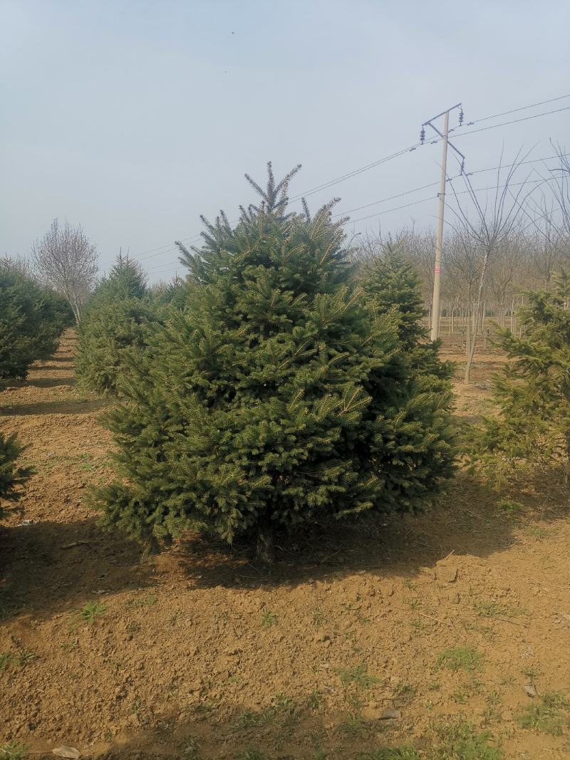 红皮云杉10~12cm6~8cm3.5~4米