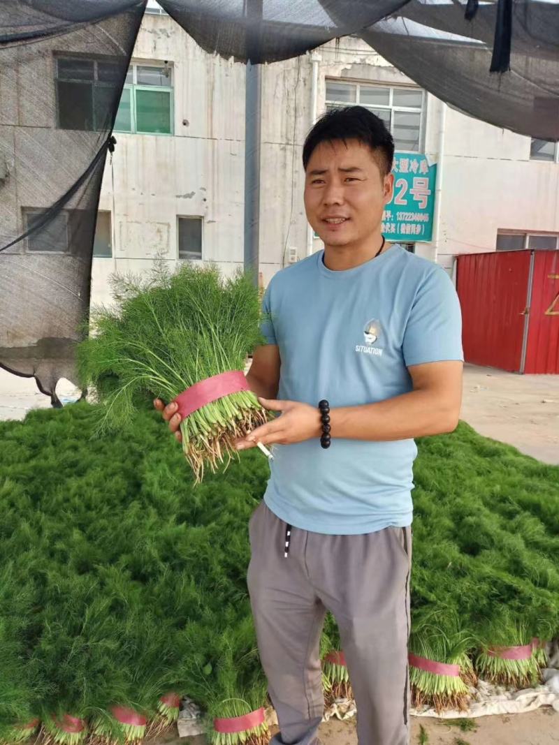 精品茴香，量大，，，