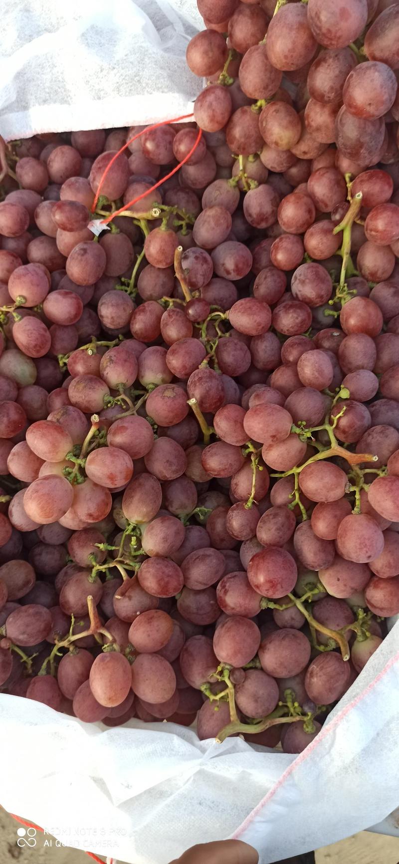 红提葡萄大量上市需要的老板联系价格便宜质量好
