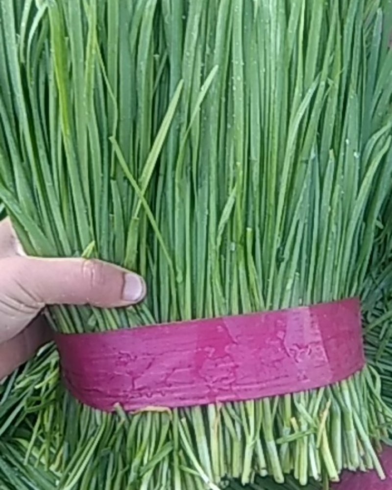 韭菜大量上市中有要求请联系