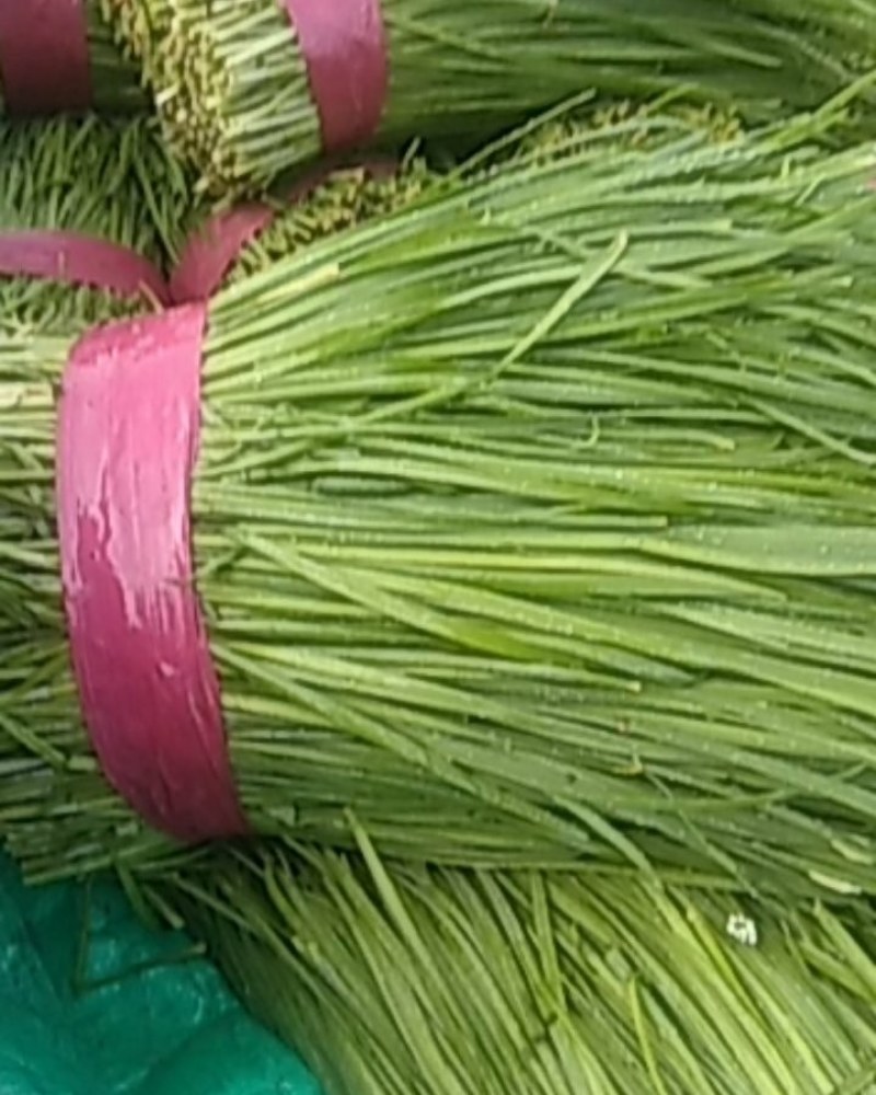 韭菜大量上市中有要求请联系