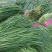 韭菜大量上市中有要求请联系