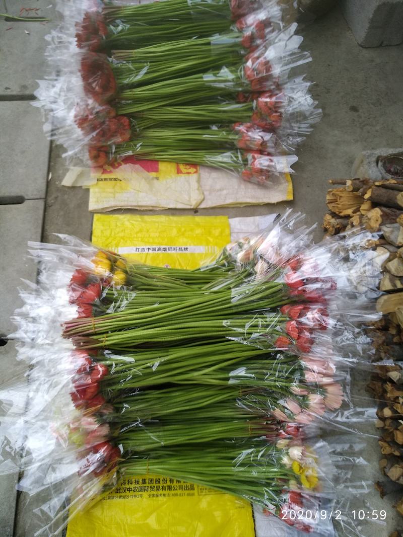 福建，非洲菊，月季批发！欢迎各位老板来电下单，花多多！