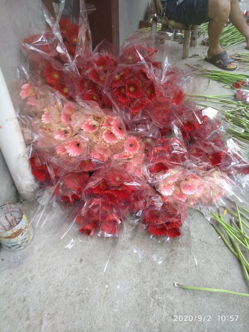 福建，非洲菊，月季批发！欢迎各位老板来电下单，花多多！