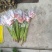 福建，非洲菊，月季批发！欢迎各位老板来电下单，花多多！
