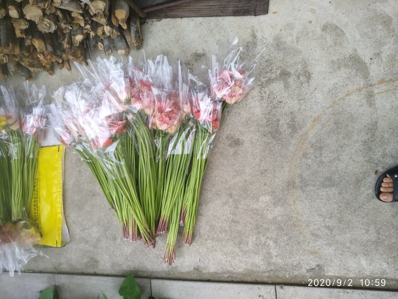 福建，非洲菊，月季批发！欢迎各位老板来电下单，花多多！