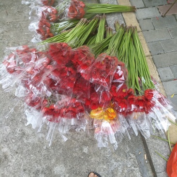 福建，非洲菊，月季批发！欢迎各位老板来电下单，花多多！