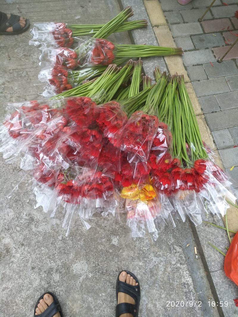 福建，非洲菊，月季批发！欢迎各位老板来电下单，花多多！