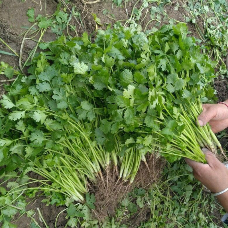 贵州香菜品质欢迎采购欢迎采购