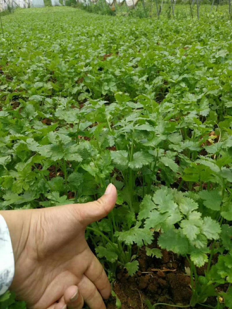 贵州香菜品质欢迎采购欢迎采购