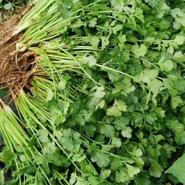 贵州香菜品质欢迎采购欢迎采购