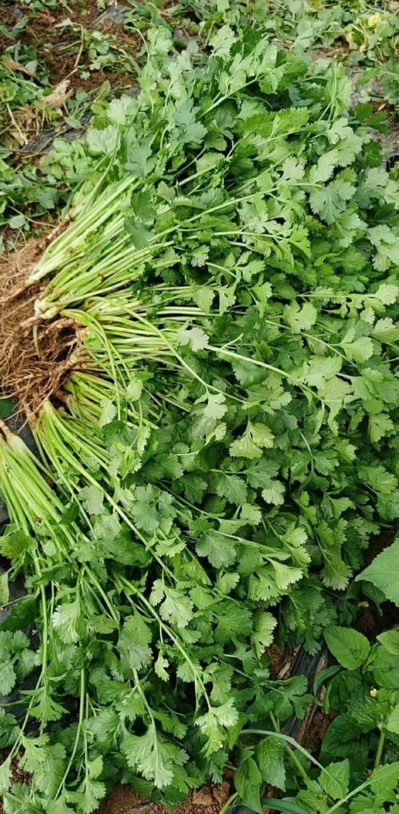 贵州香菜品质欢迎采购欢迎采购