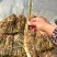 芦苇多年生挺水至湿生草本植物，植株高大，生命力强，易管理