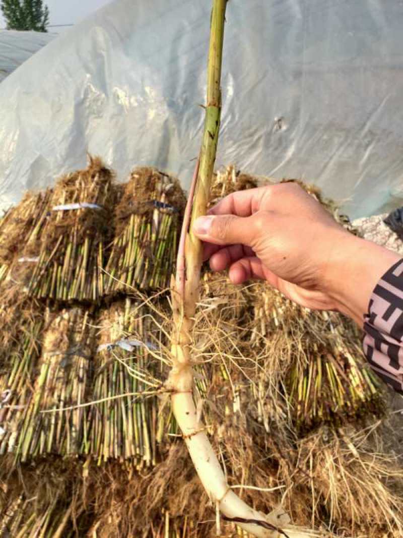 芦苇多年生挺水至湿生草本植物，植株高大，生命力强，易管理
