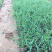 火炬花种植基地火炬花农户直销。青州火炬花价格