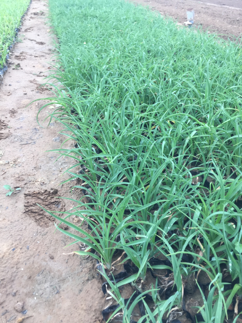 火炬花种植基地火炬花农户直销。青州火炬花价格