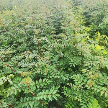 【花椒苗】嫁接无刺花椒苗基地直供现挖现发，根系好成活率高