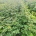 【花椒苗】嫁接无刺花椒苗基地直供现挖现发，根系好成活率高