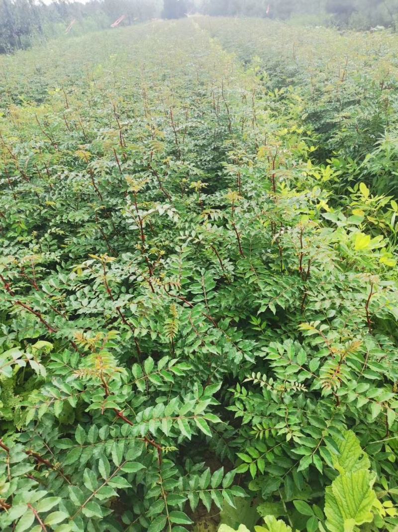 【花椒苗】嫁接无刺花椒苗基地直供现挖现发，根系好成活率高