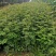 【花椒苗】嫁接无刺花椒苗基地直供现挖现发，根系好成活率高