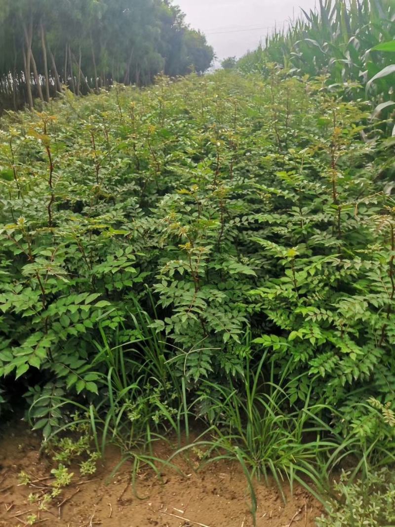 【花椒苗】嫁接无刺花椒苗基地直供现挖现发，根系好成活率高