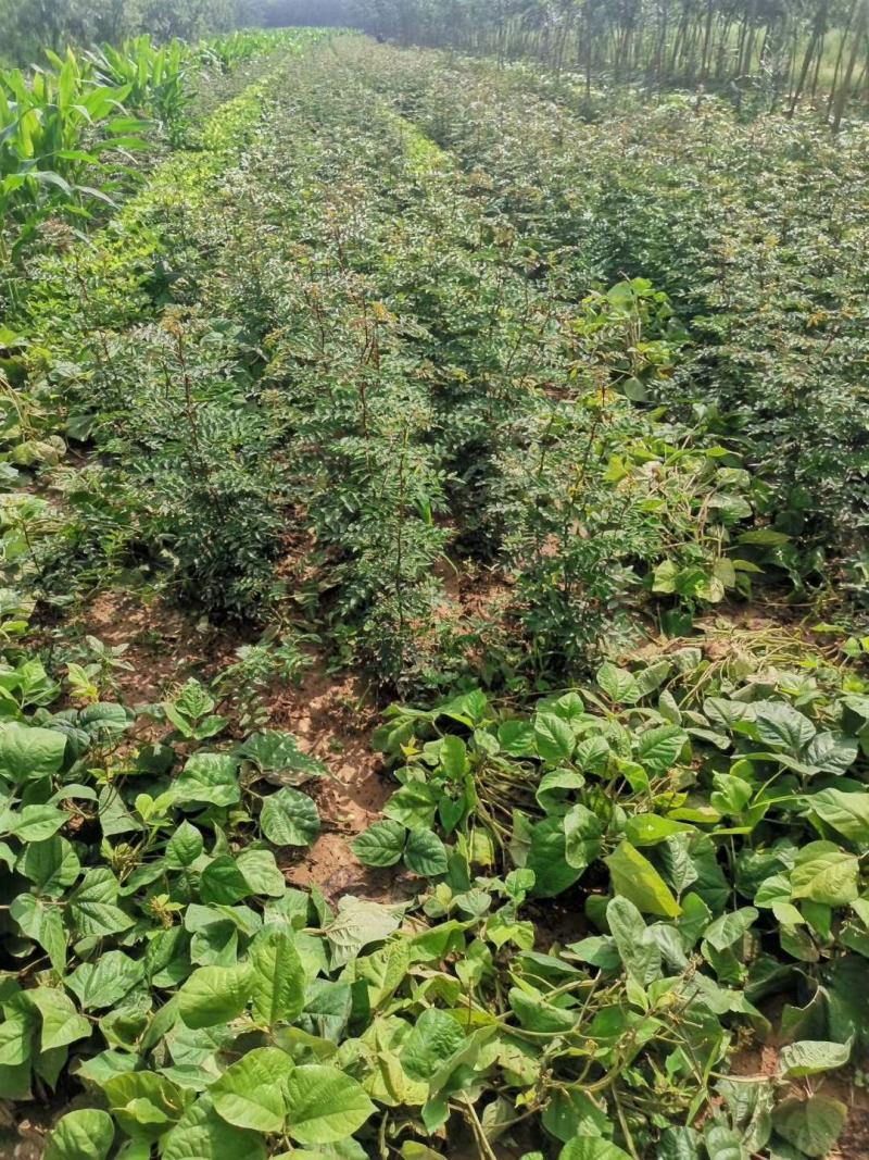 【花椒苗】嫁接无刺花椒苗基地直供现挖现发，根系好成活率高