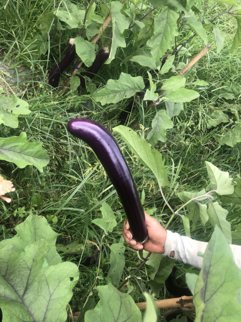 贵州茄子品质好价格漂亮欢迎采购欢迎采购