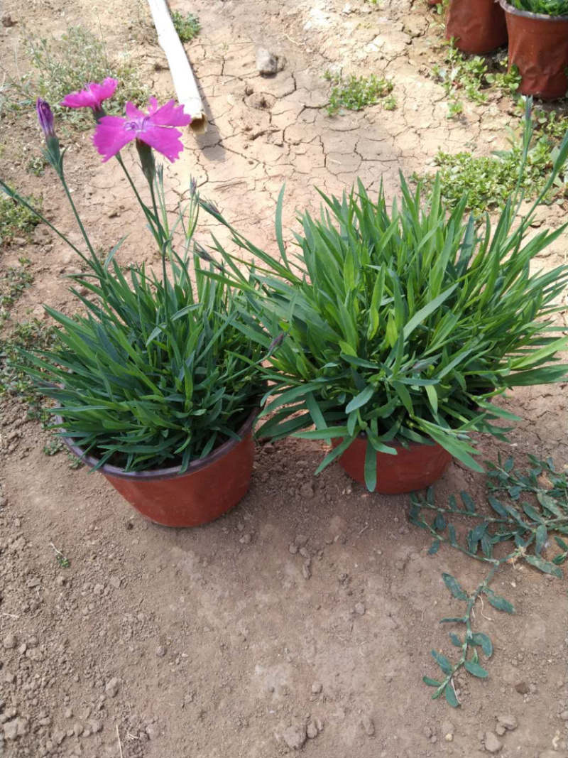 自产自销欧石竹。欧石竹种植基地。青州欧石竹价格处理