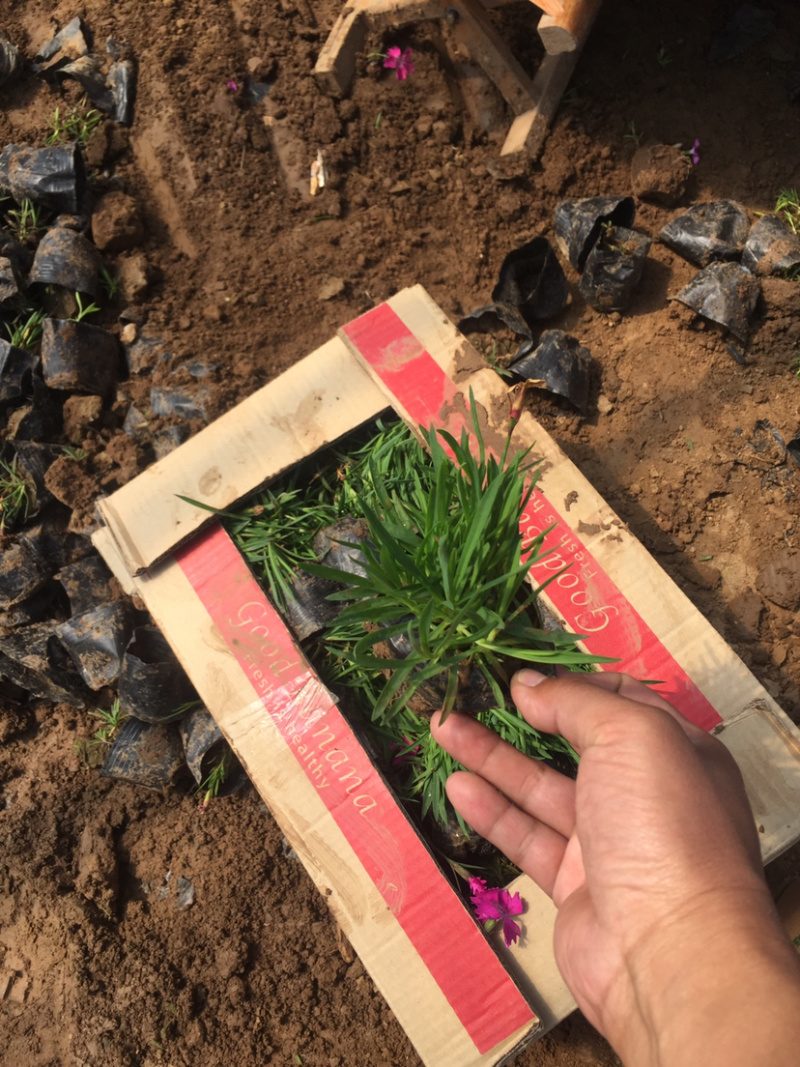 自产自销欧石竹。欧石竹种植基地。青州欧石竹价格处理