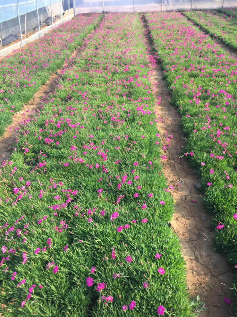 自产自销欧石竹。欧石竹种植基地。青州欧石竹价格处理