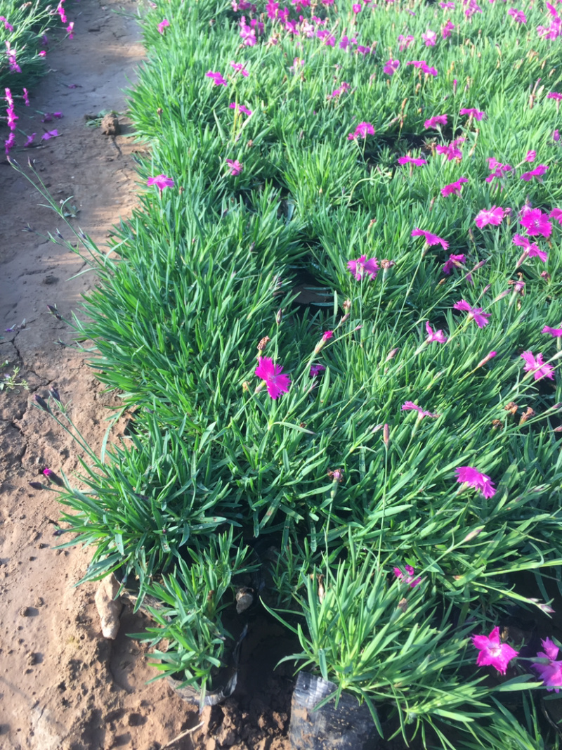 自产自销欧石竹。欧石竹种植基地。青州欧石竹价格处理