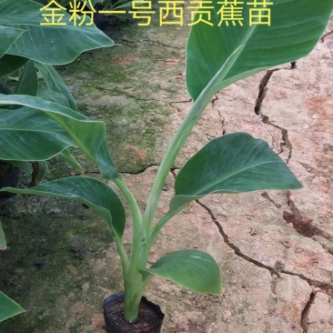 金粉一号西贡蕉苗，威廉斯B6香蕉苗，红香蕉苗货源充足