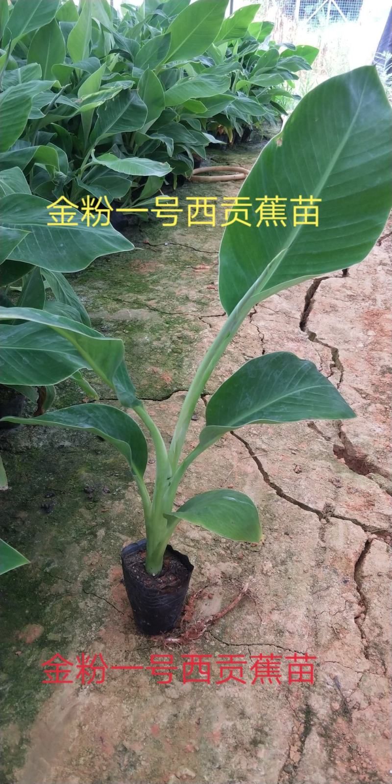 金粉一号西贡蕉苗，威廉斯B6香蕉苗，红香蕉苗货源充足