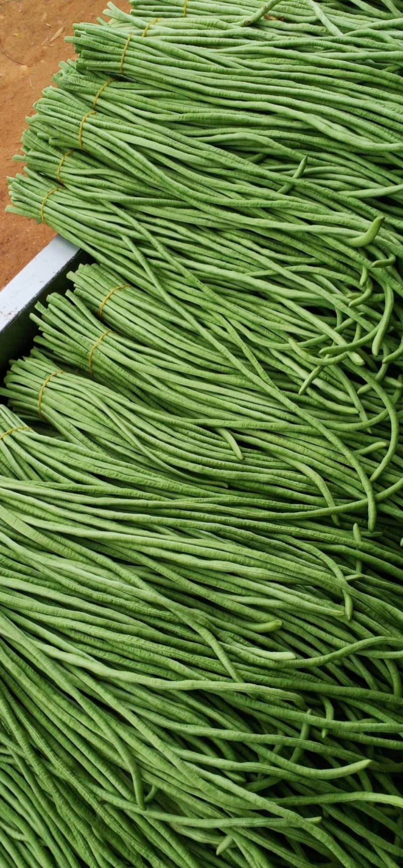 广东豆角，蔬菜豆角，豇豆，产区直发，大量上市供应中