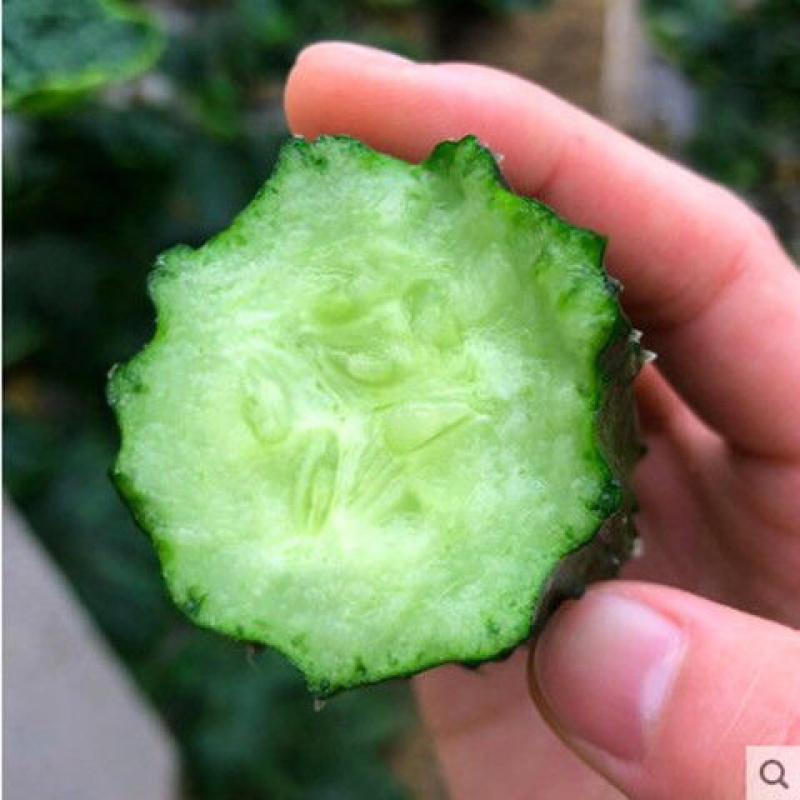 贵州黄瓜品质好价格漂亮欢迎采购欢迎采购