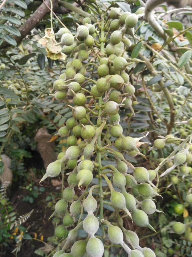 山豆根种子（质量保证，出芽率95%以上，包技术指导）