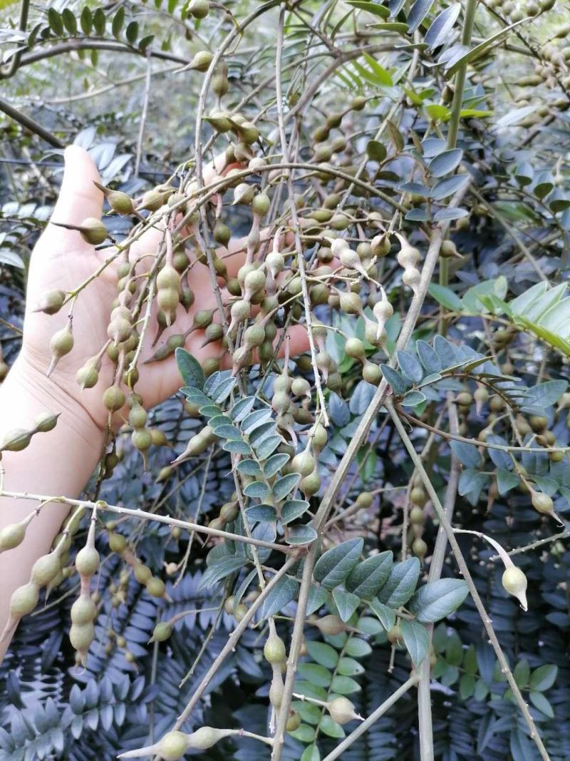 山豆根种子（质量保证，出芽率95%以上，包技术指导）