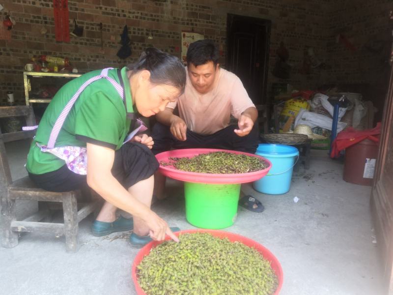 山豆根种子（质量保证，出芽率95%以上，包技术指导）