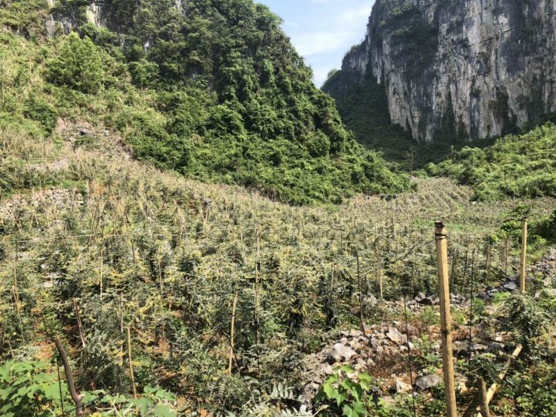 山豆根种子（质量保证，出芽率95%以上，包技术指导）