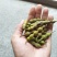山豆根种子（质量保证，出芽率95%以上，包技术指导）