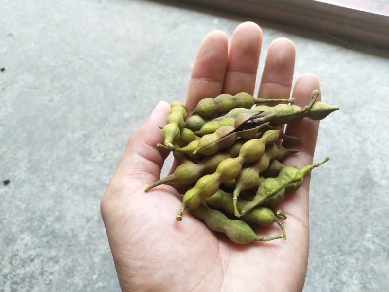 山豆根种子（质量保证，出芽率95%以上，包技术指导）