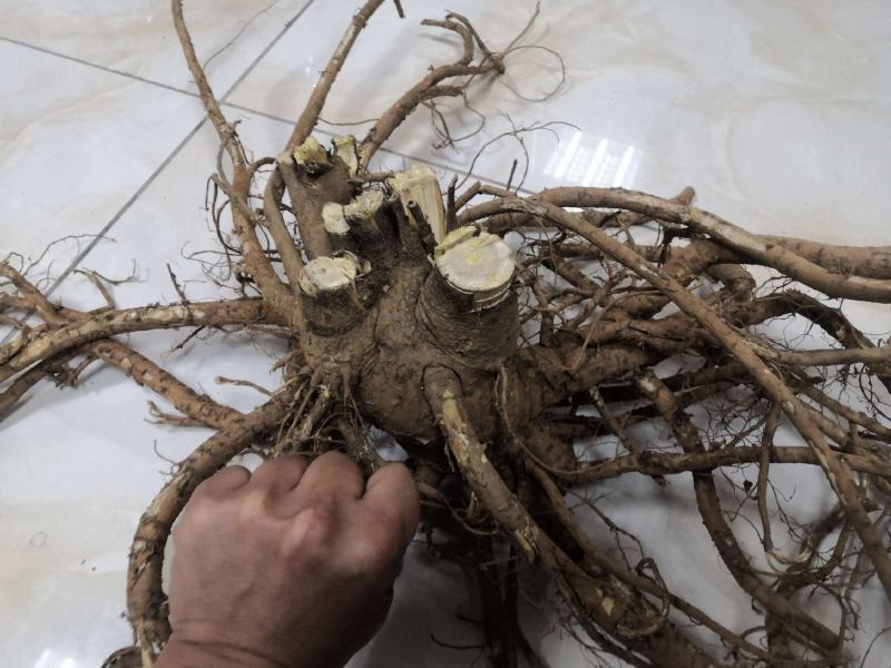 山豆根种子（质量保证，出芽率95%以上，包技术指导）