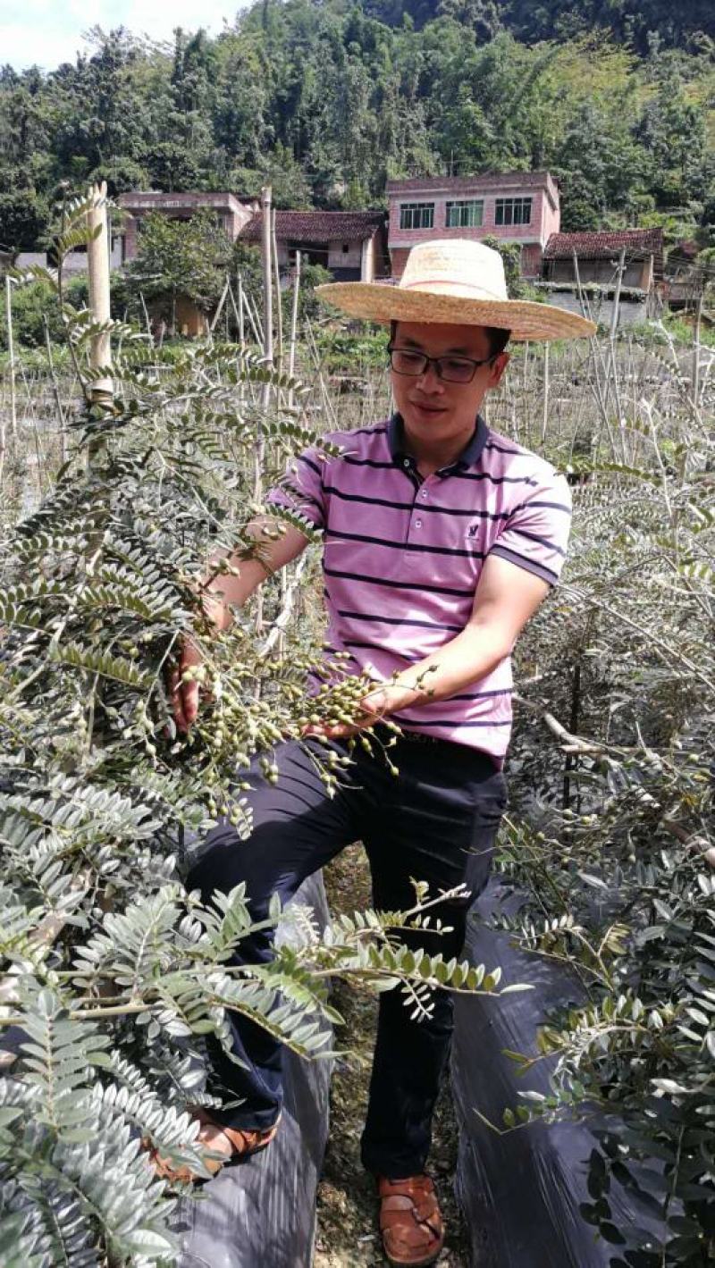 山豆根种子（质量保证，出芽率95%以上，包技术指导）