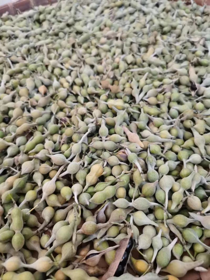 山豆根种子（质量保证，出芽率95%以上，包技术指导）