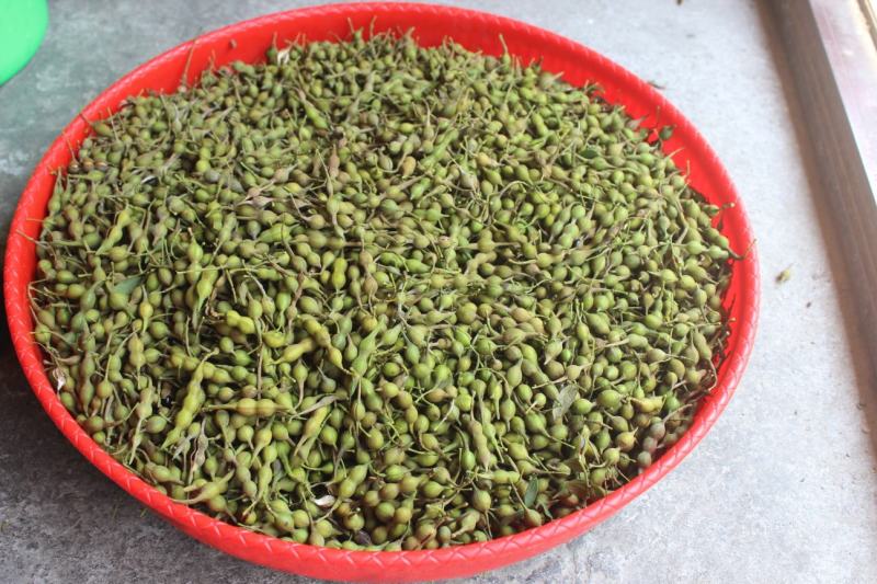 山豆根种子（质量保证，出芽率95%以上，包技术指导）