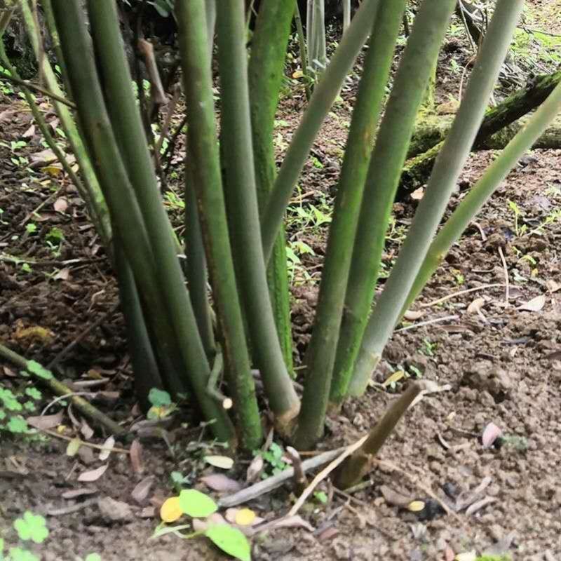 山豆根种子（质量保证，出芽率95%以上，包技术指导）