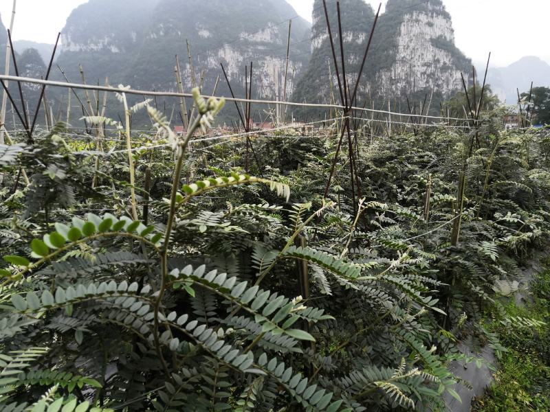 山豆根种子（质量保证，出芽率95%以上，包技术指导）