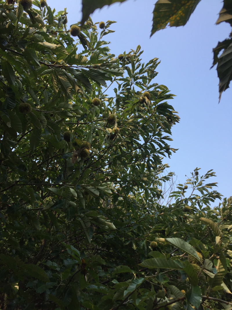 板栗绿林万亩生态板栗出售欢迎新老客户朋友洽谈合作共赢